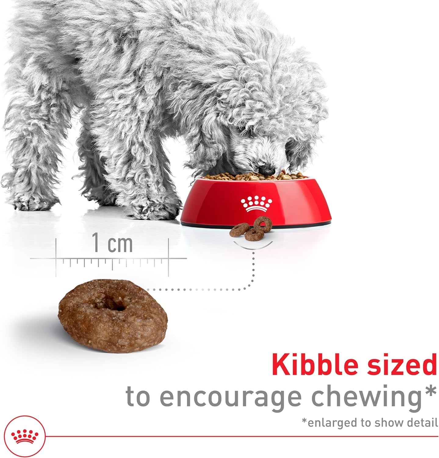 Royal Canin | Dog | Senior 12+ | Small Aging | Dry | 2.5 Lb
