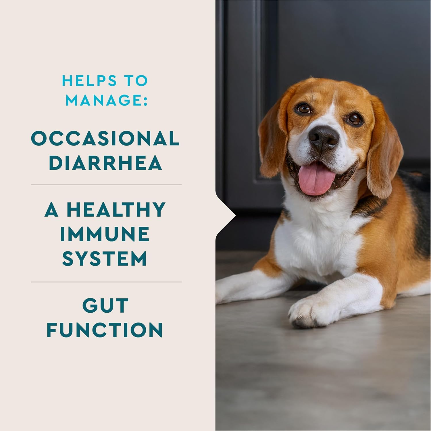 Single-serve probiotic packet sprinkled over dog food