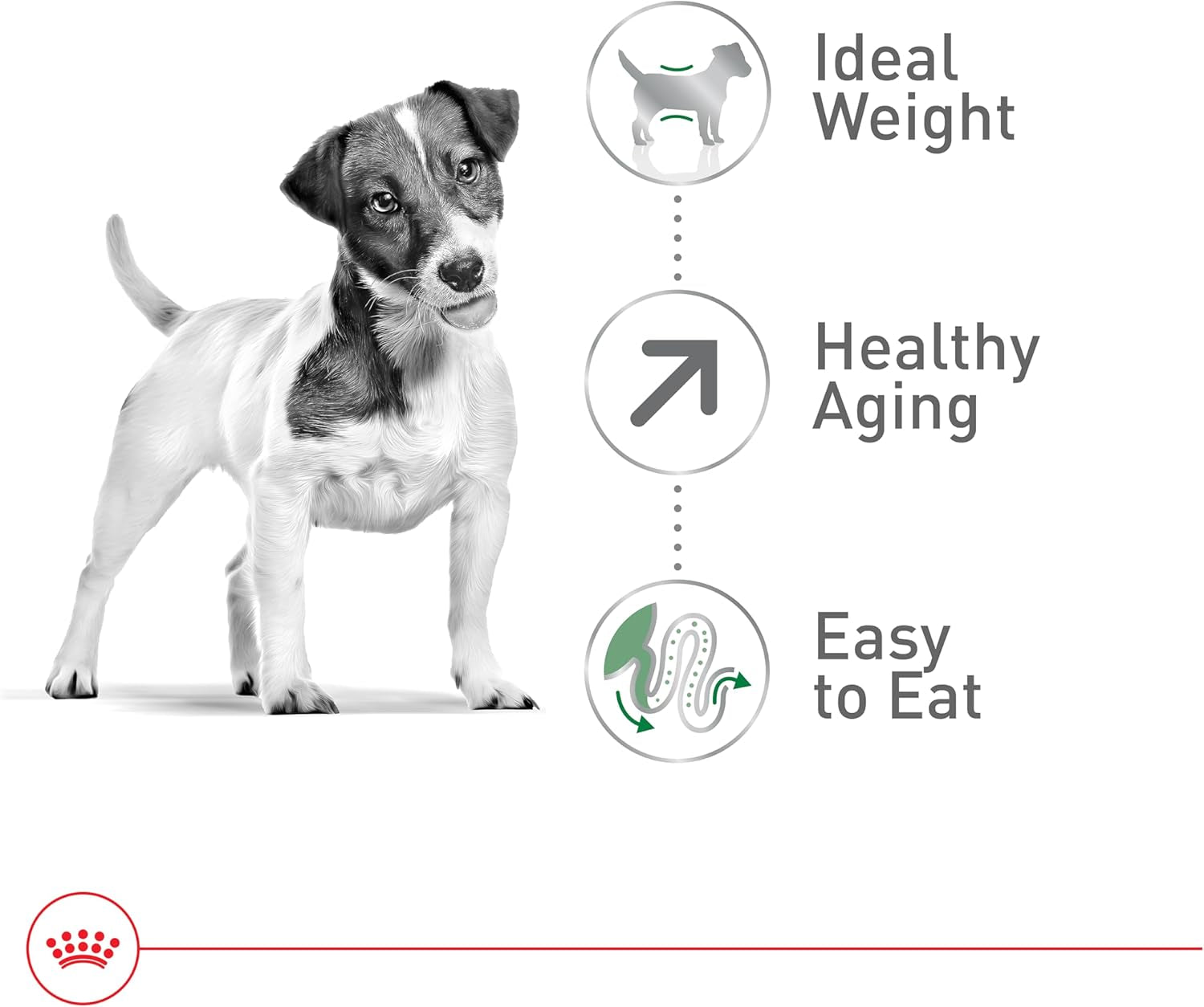 Royal Canin | Dog | Senior 12+ | Small Aging | Dry | 2.5 Lb