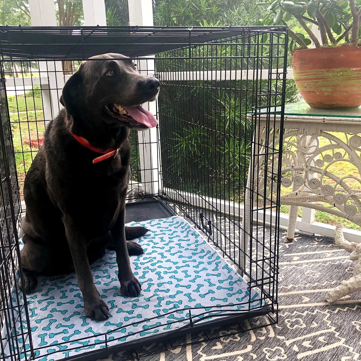 | Dog | Senior Care | Washable Waterproof Pads | Dignity for Leaky Days