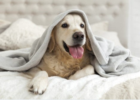 Senior dog resting comfortably